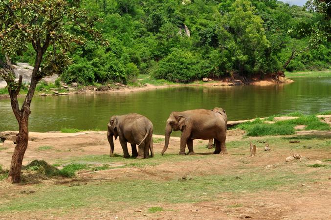 Bannerghatta National Park
