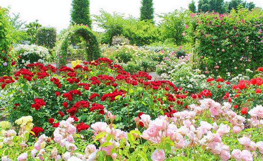 Ooty City Sightseeing Tour Image