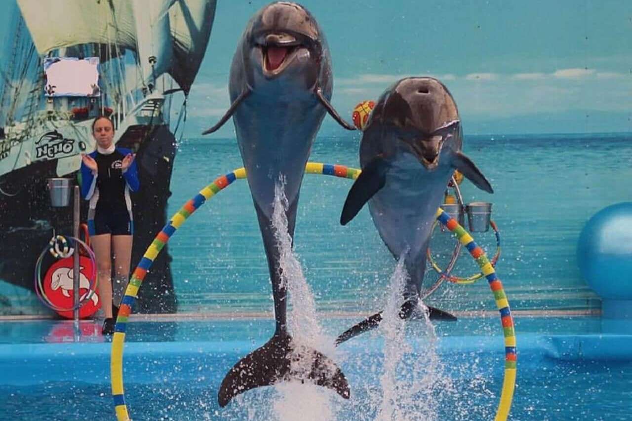 Witness dolphins perform tricks during a Dolphin Show in Phuket