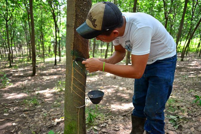 Rubber Plantations Visit