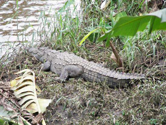 Crocodile Park Dandeli