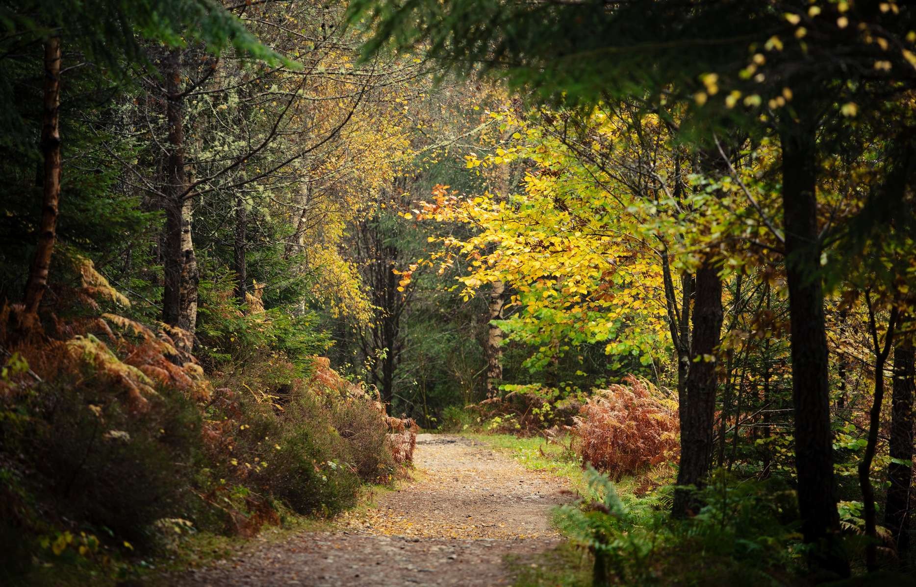 Scottish Highlands & Whisky full-day Tour from Edinburgh  Image