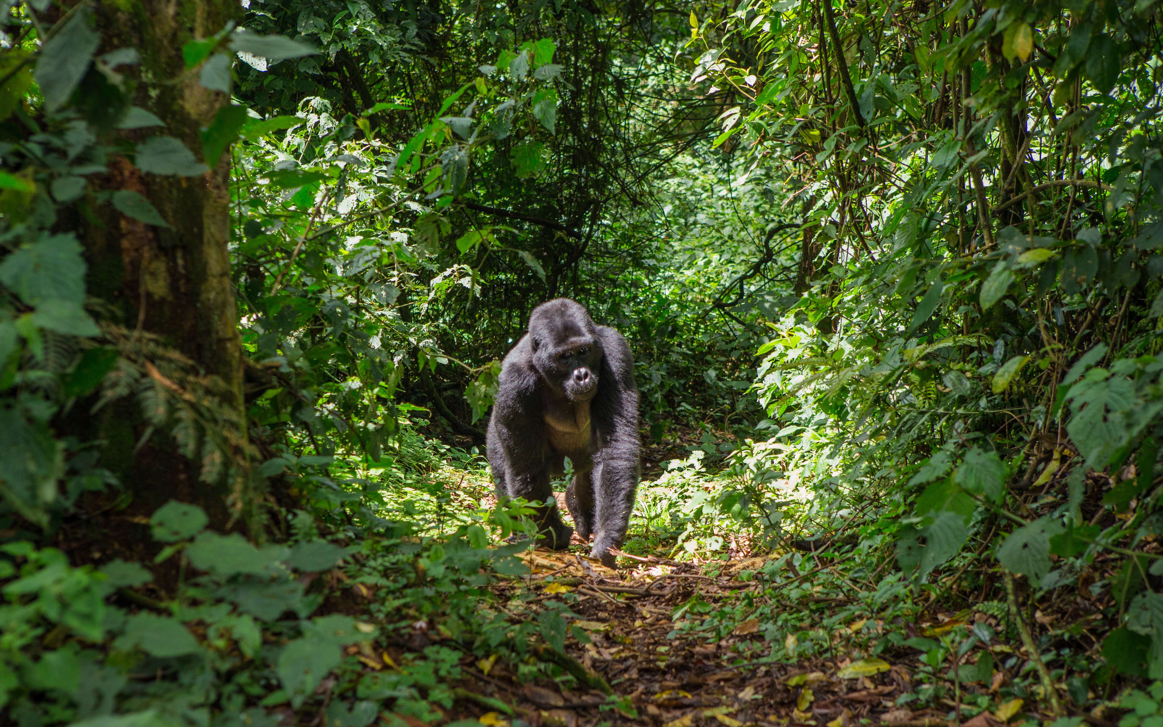 Bwindi National Park, Largest home to Mountain gorillas