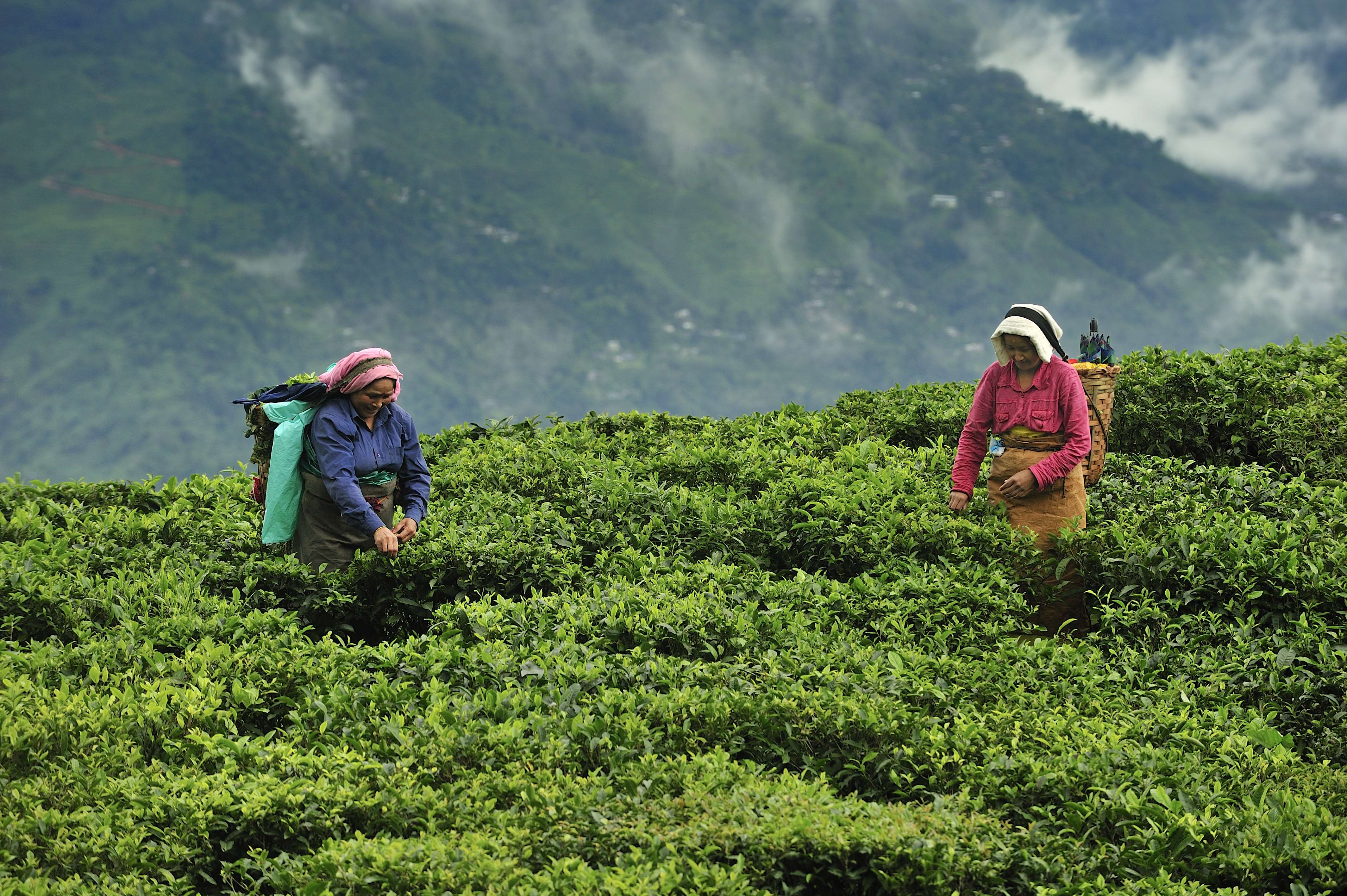 Marvel at the lush tea estates that blanket the rolling hills of Darjeeling