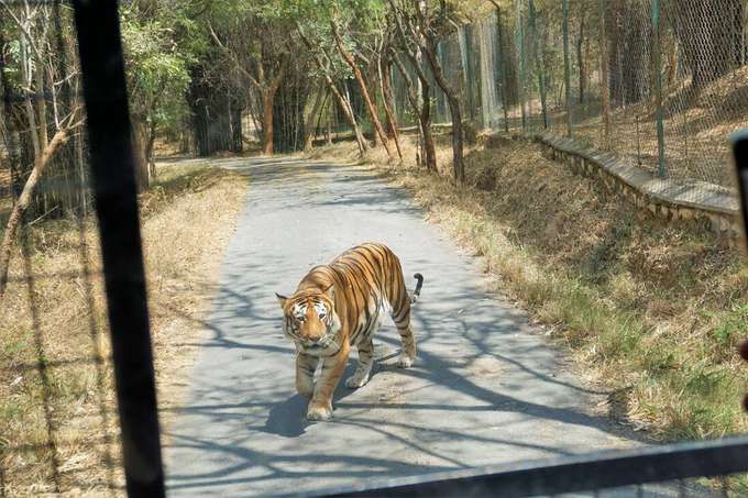 Go for a 3-hour guided Bannerghatta National Park Safari in Bengaluru