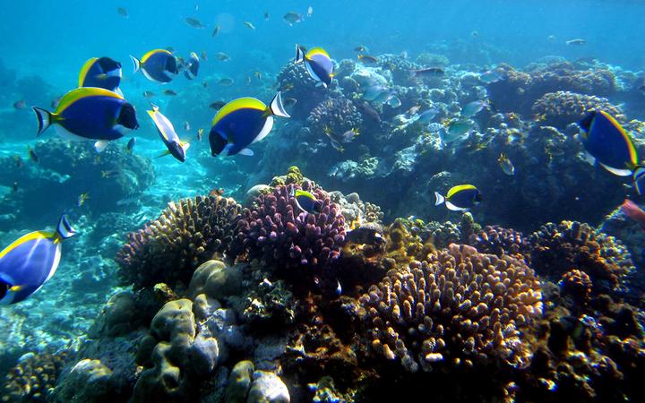 Mombasa Marine National Park