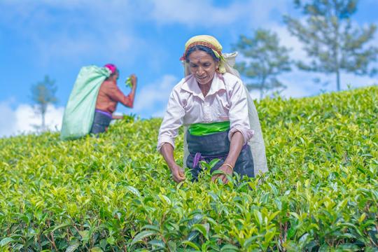 Day Trip To Nuwara Eliya Image