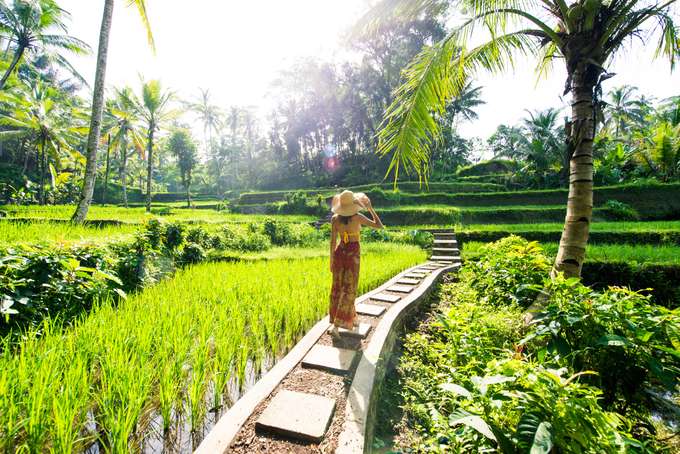 Tegalalang Rice Terrace in Ubud