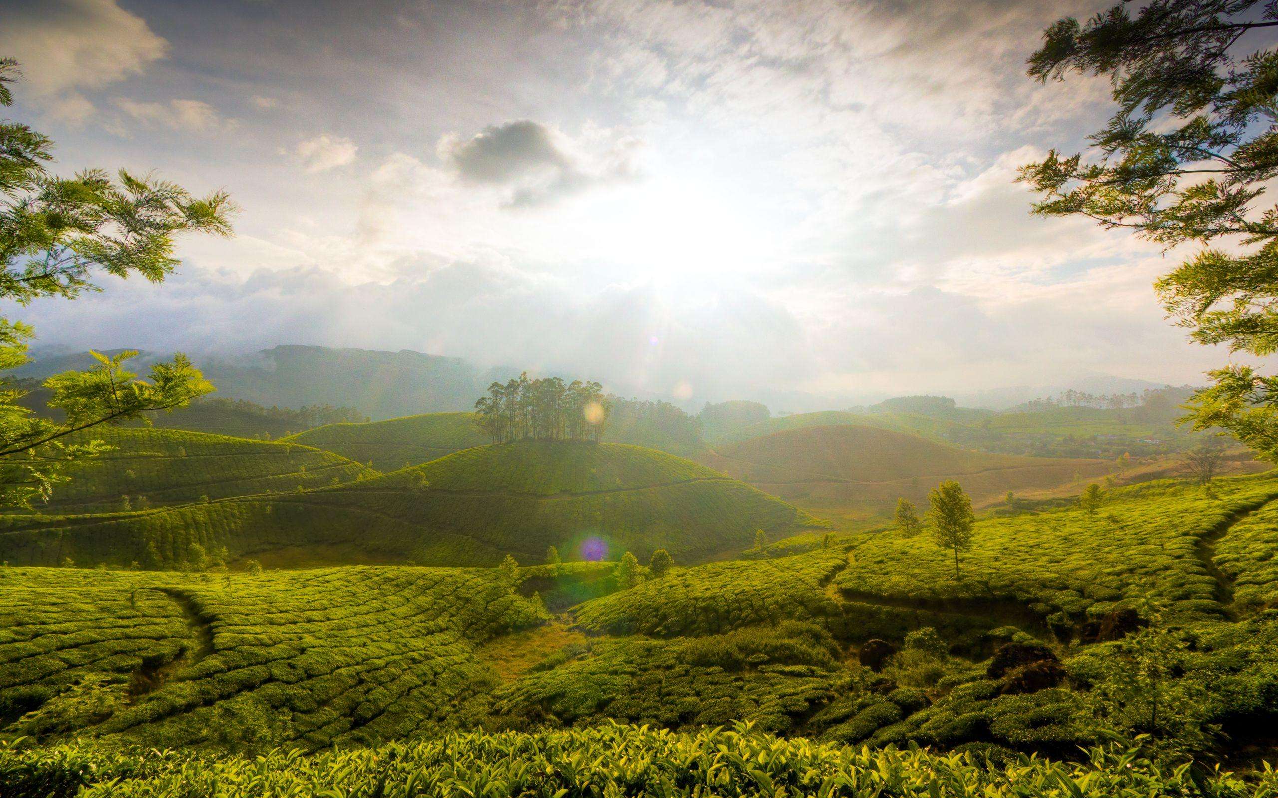 Stunning lush green Munnar Hills