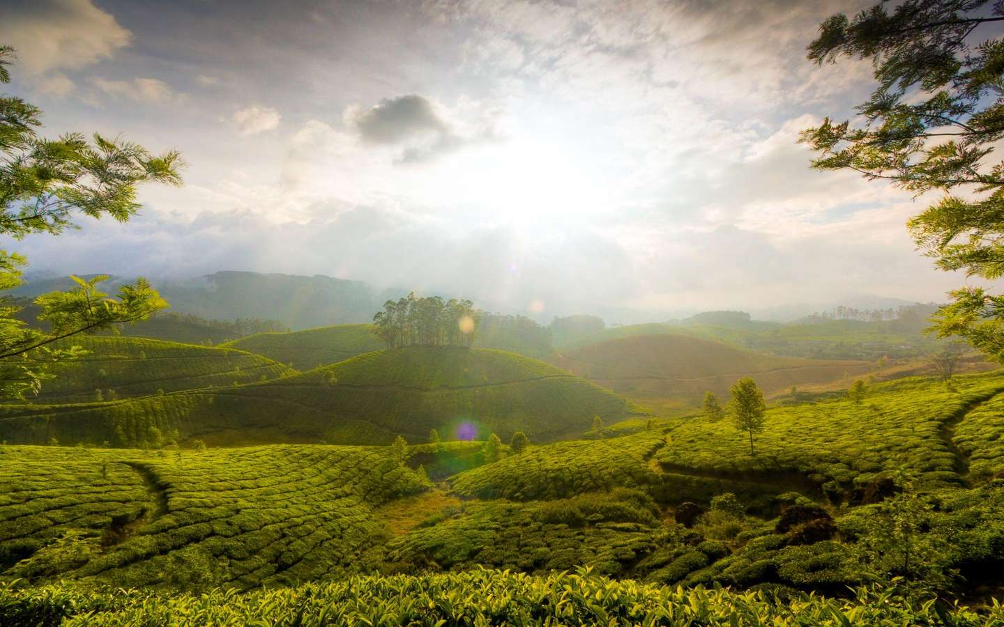 Stunning lush green Munnar Hills