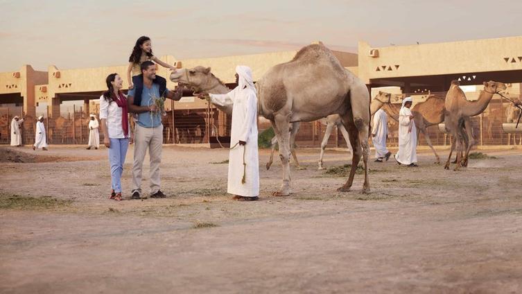 Al Ain Camel Market