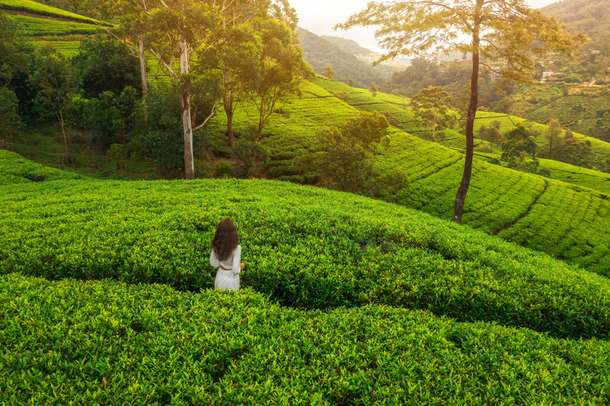 Escape to Munnar: Where Nature’s Green Corridor Awaits!