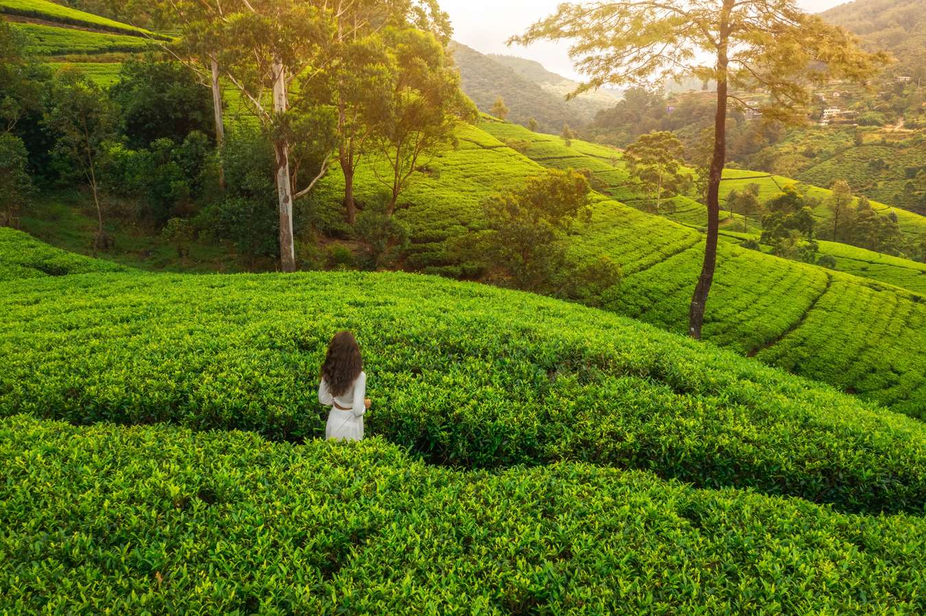 Escape to Munnar: Where Nature’s Green Corridor Awaits!