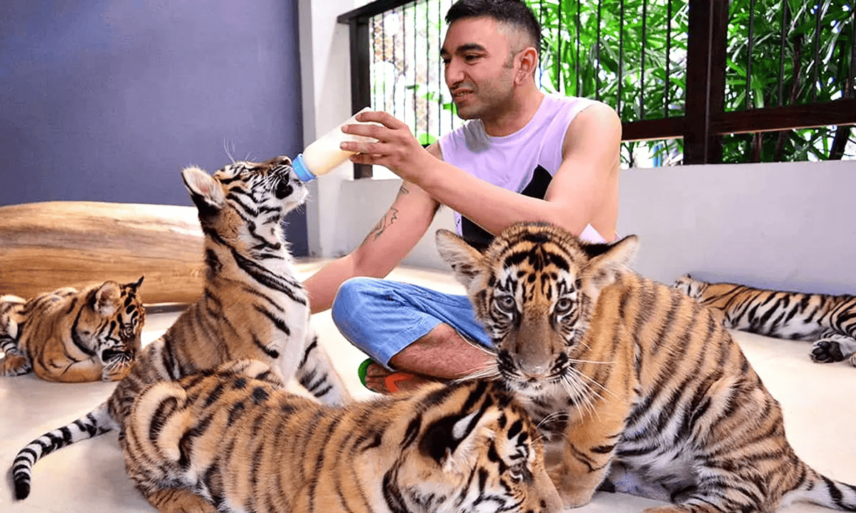 Tiger Park Pattaya Tickets  Image