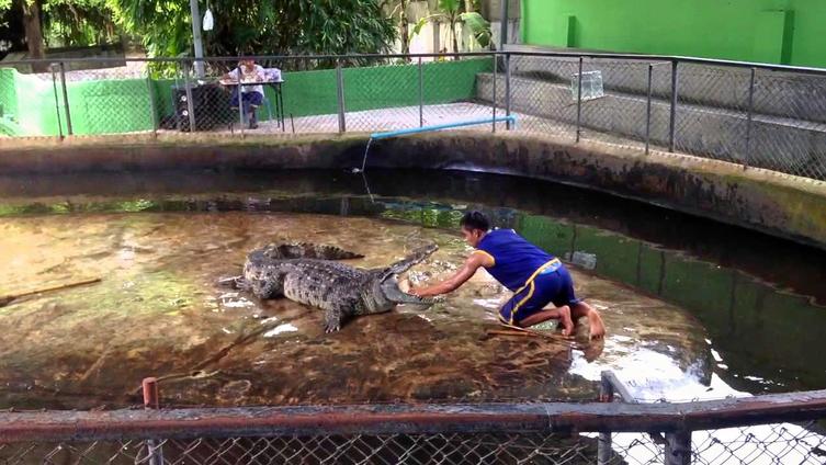 Samui Crocodile Farm