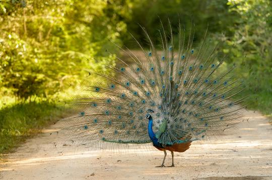 Minneriya National Park Safari from Anuradhapura Image