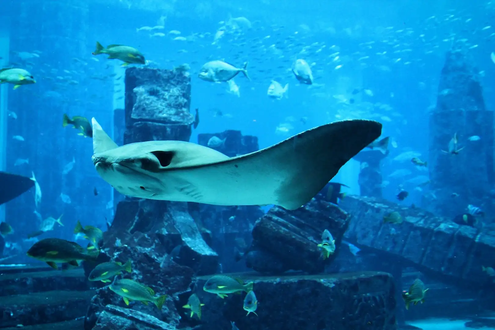 Lost World Aquarium Dubai Tickets Image