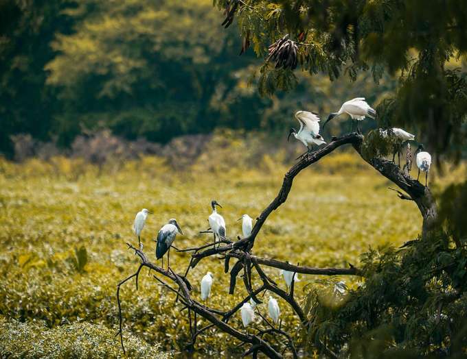 Spot rare migratory birds in their natural wetland habitat
