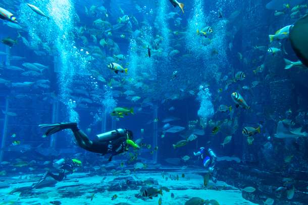 See the magnificent 11 Million Litre Aquarium