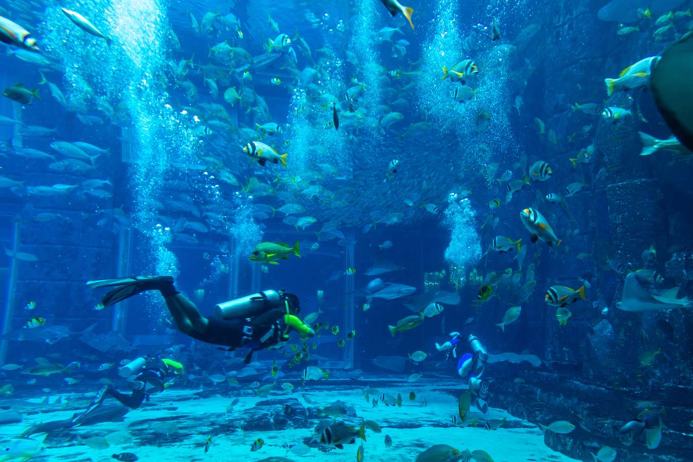 See the magnificent 11 Million Litre Aquarium