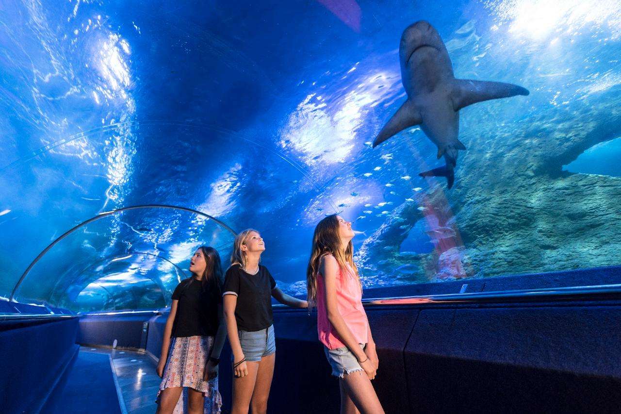 The Aquarium of Western Australia Tickets  Image