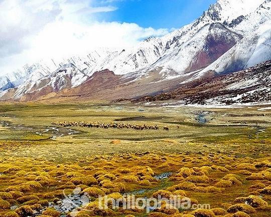 Brandy Nalla To Hemis Trek Image
