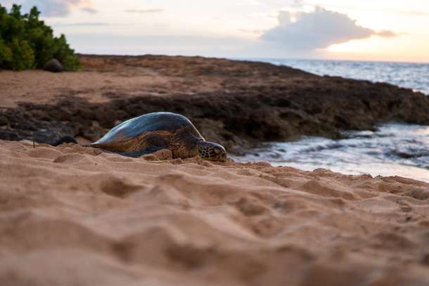 Pxr8f8l76gf5g2lga1tellhug232 shutterstock 712809550