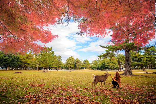 Pxs7xe4d3i3pu5orqtd2508sdu7g nara%20park gallery