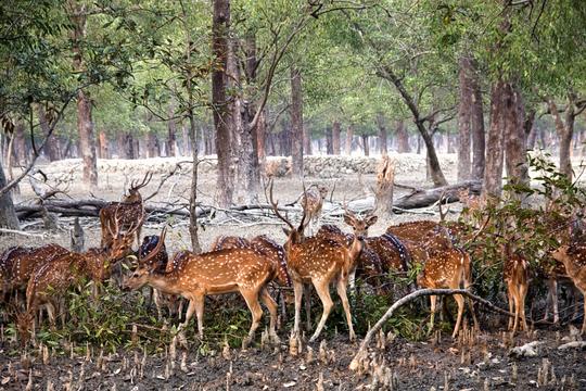 2 Days Tour From Kolkata Image