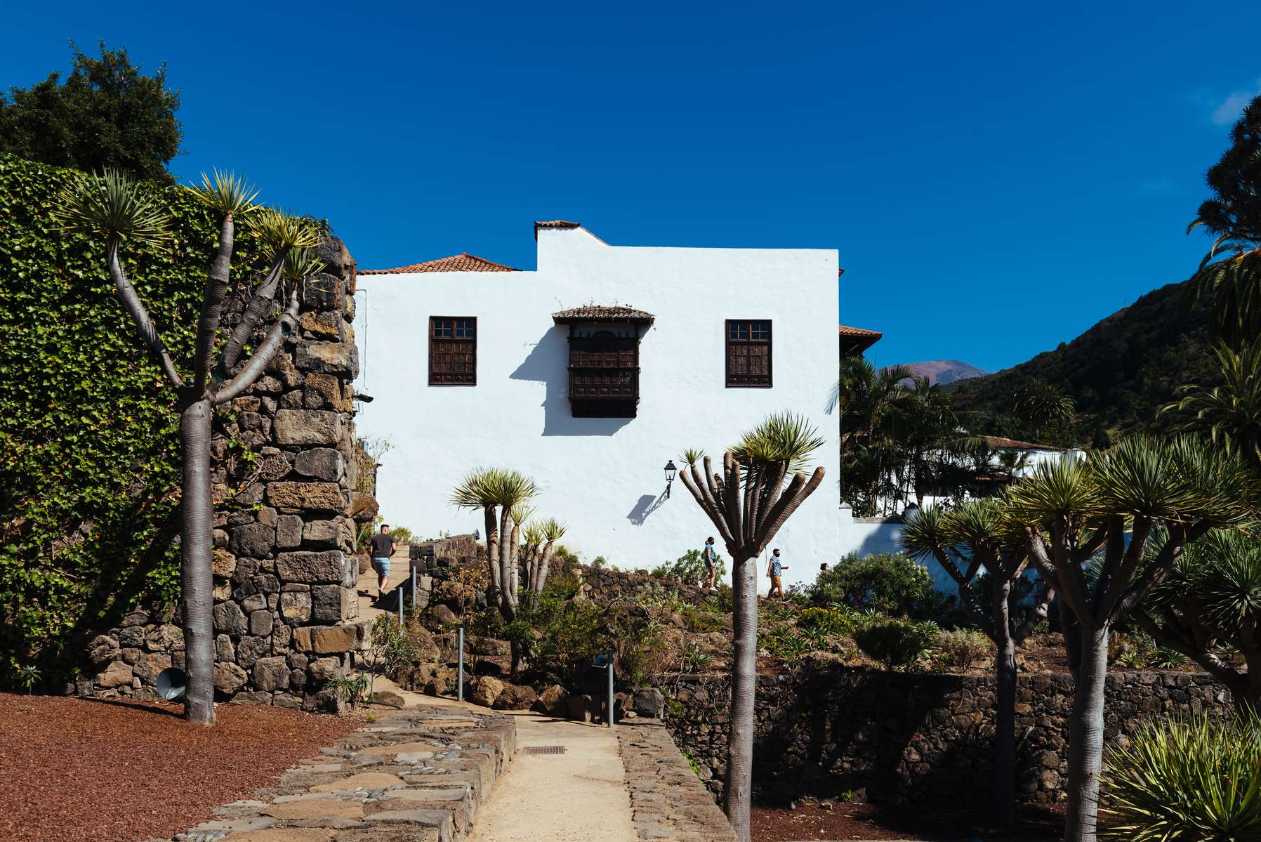 Tenerife Dragon Tree and Botanical Gardens Tickets Image