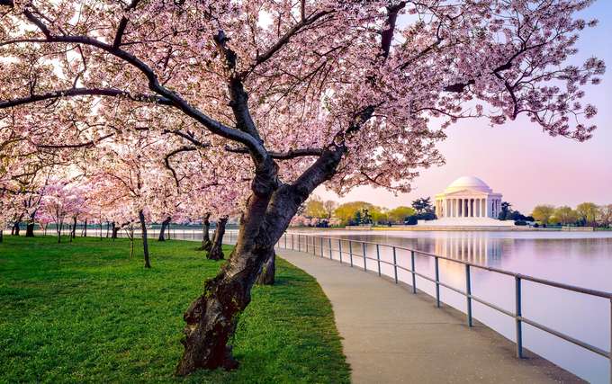 Pre-book an exciting Cherry Blossom Tour in Washington DC and start exploring this outstanding city with your companions