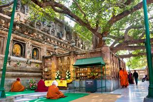 Bodhi Tree, Bodhgaya