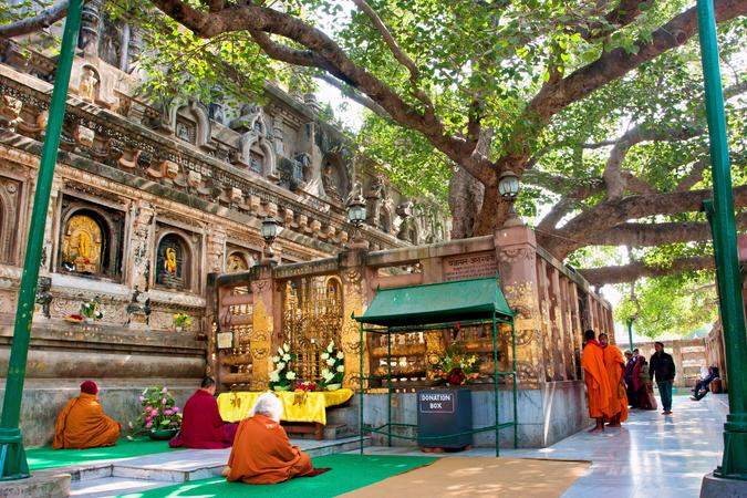 Bodhi Tree, Bodhgaya
