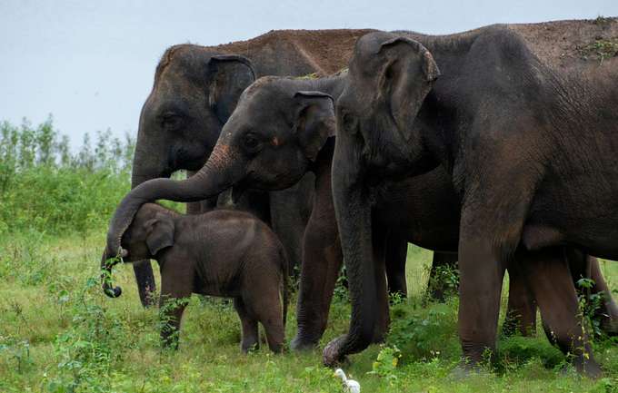 Gavi Jungle Safari from Thekkady, Kerala
