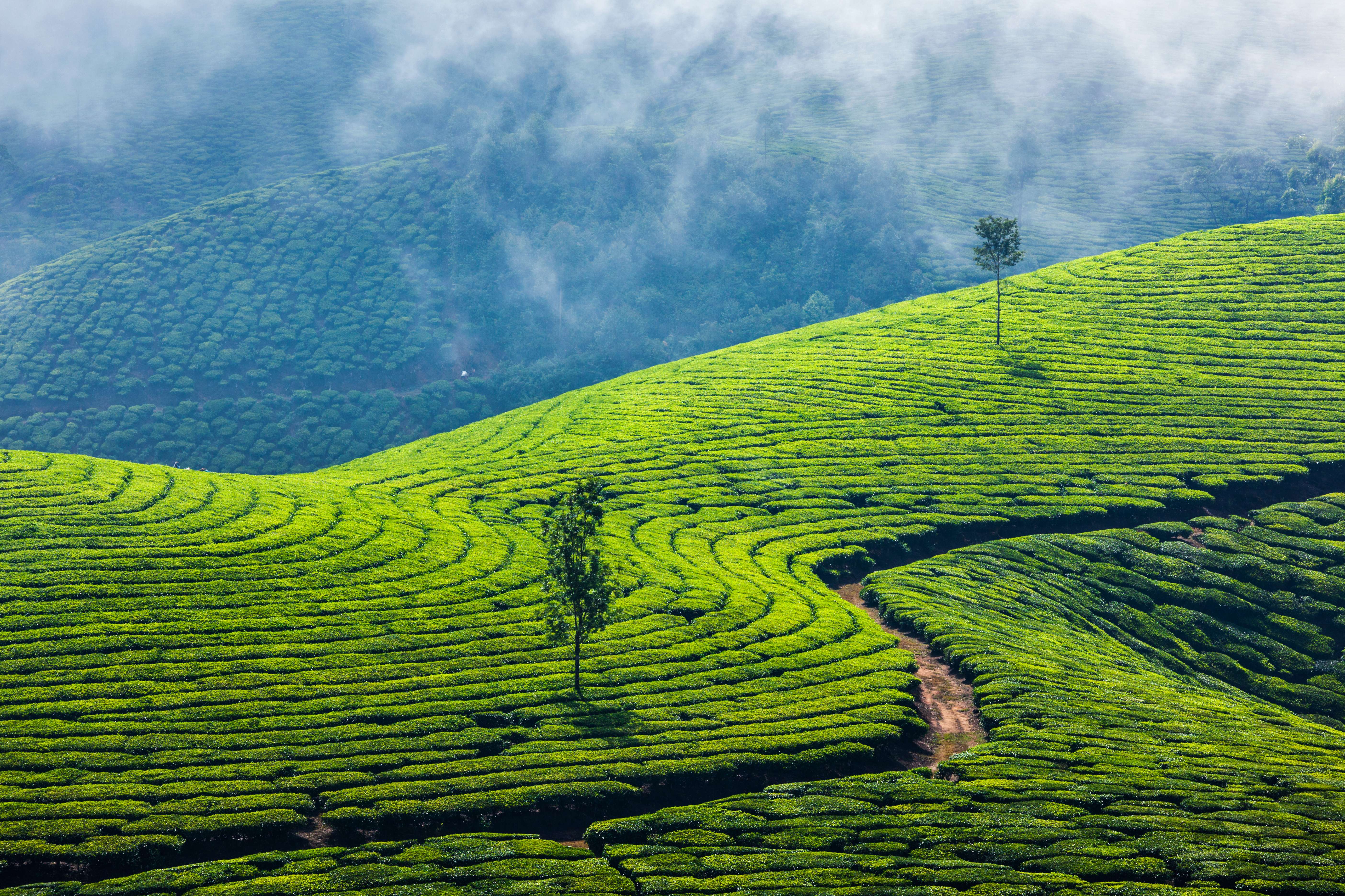 Lush Tea Plantations of Ooty