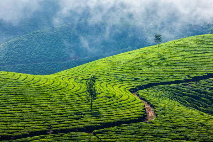 Lush Tea Plantations of Ooty