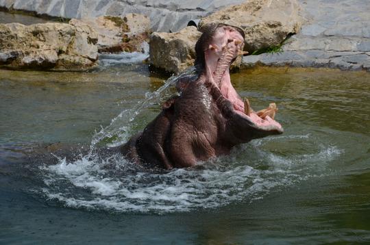 Pairi Daiza Tickets Image