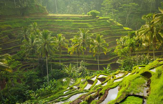 Stunning view of rice terraces in Bali