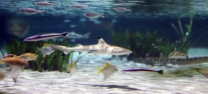 Admire the rarest aquatic species like beady eyed sharks, rays and colorful fishes