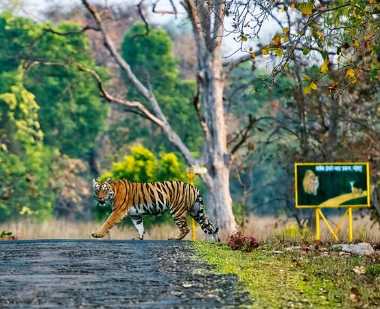 Tadoba National Park
