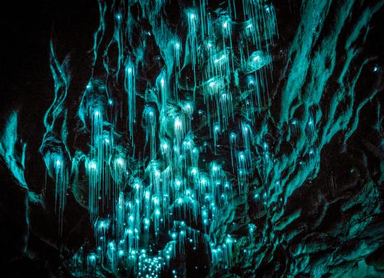 Te Anau Glowworm Caves Image