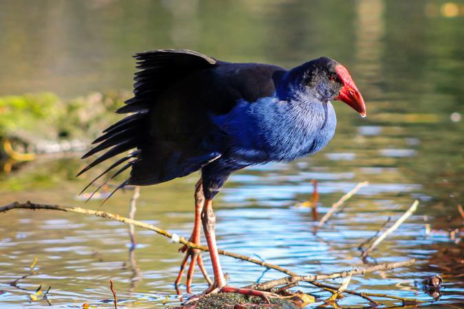 Willowbank Wildlife Reserve