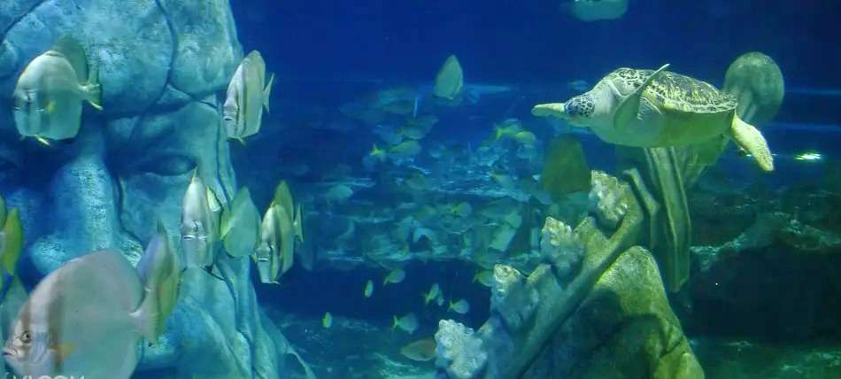 SEA LIFE Istanbul Tickets Image