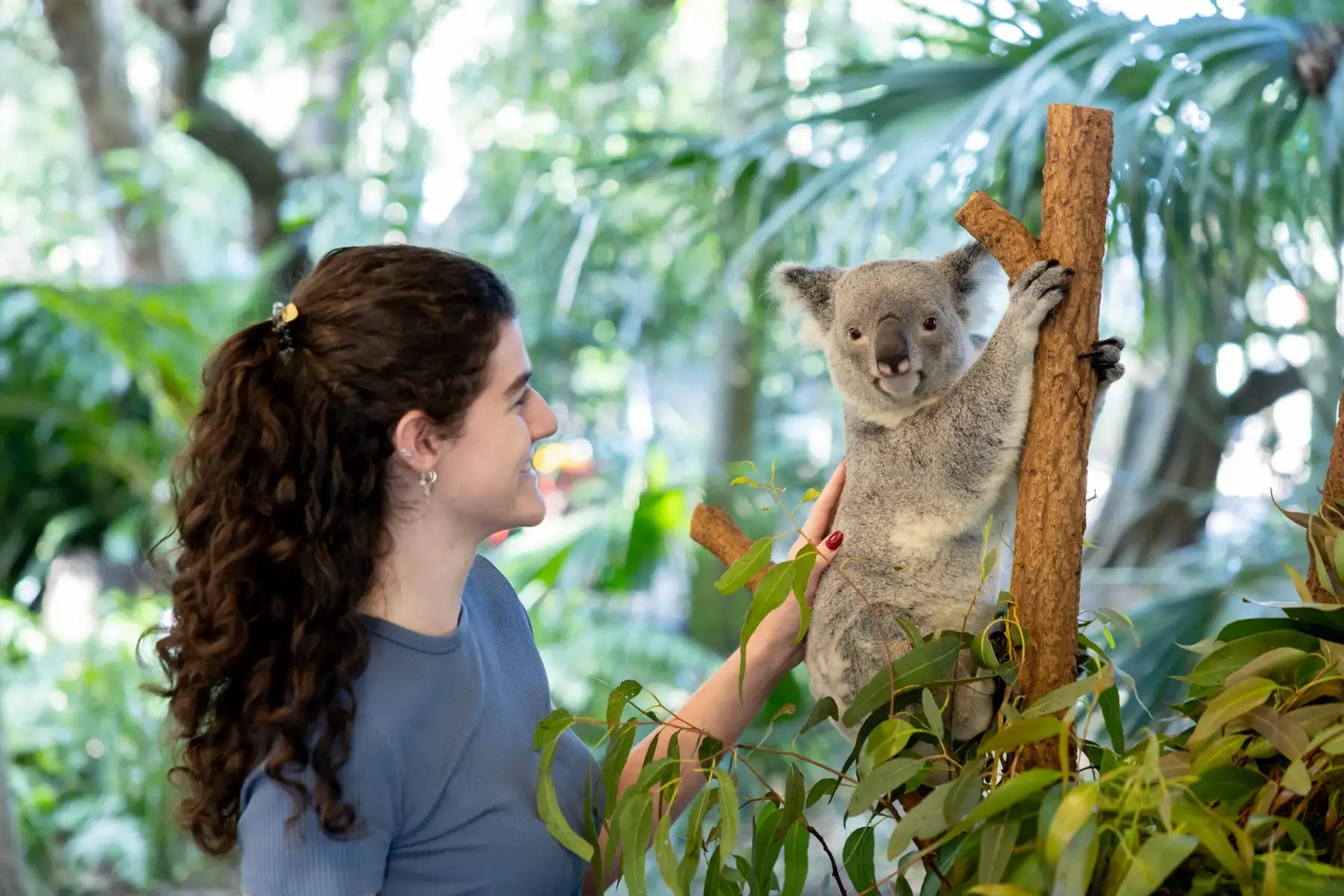 Lone Pine Koala Sanctuary Tickets Image