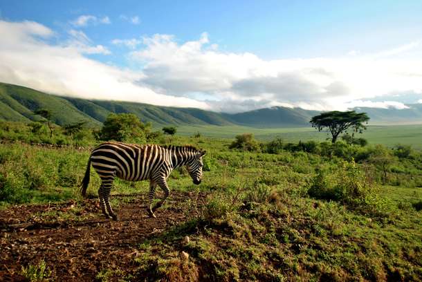 Qmv2fq36cxu4jsfqw0twtkrm0kai shutterstock 378936415