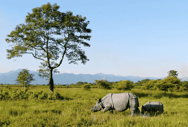 Tour to Manas National Park