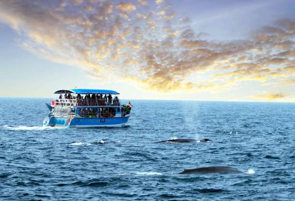 Enjoy an exciting sunset cruise in Mirissa