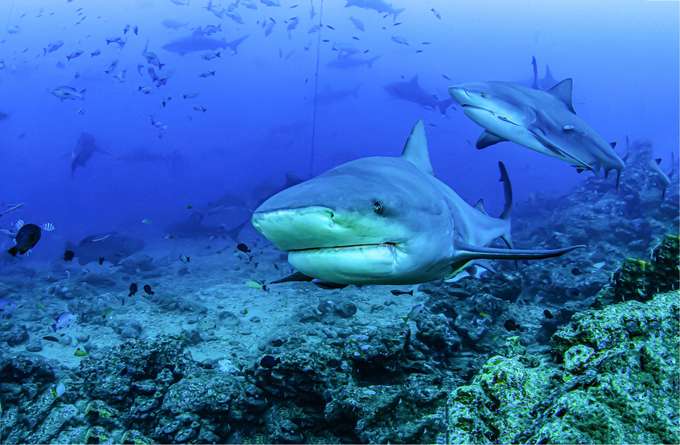 Discover more about the magnificent marine creature at the Jurassic Tunnel