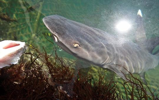 Swimming With Sharks in Bali Image