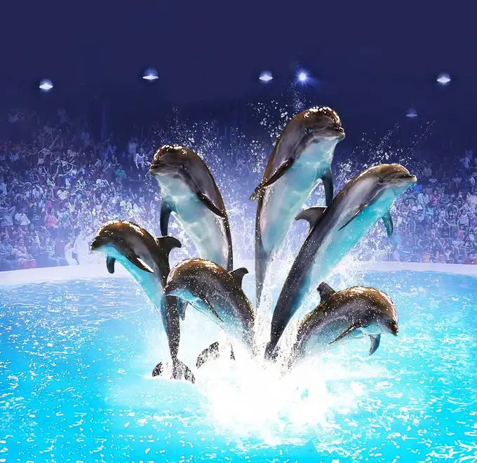 See playful antics by bottlenosed dolphins at the dolphinarium